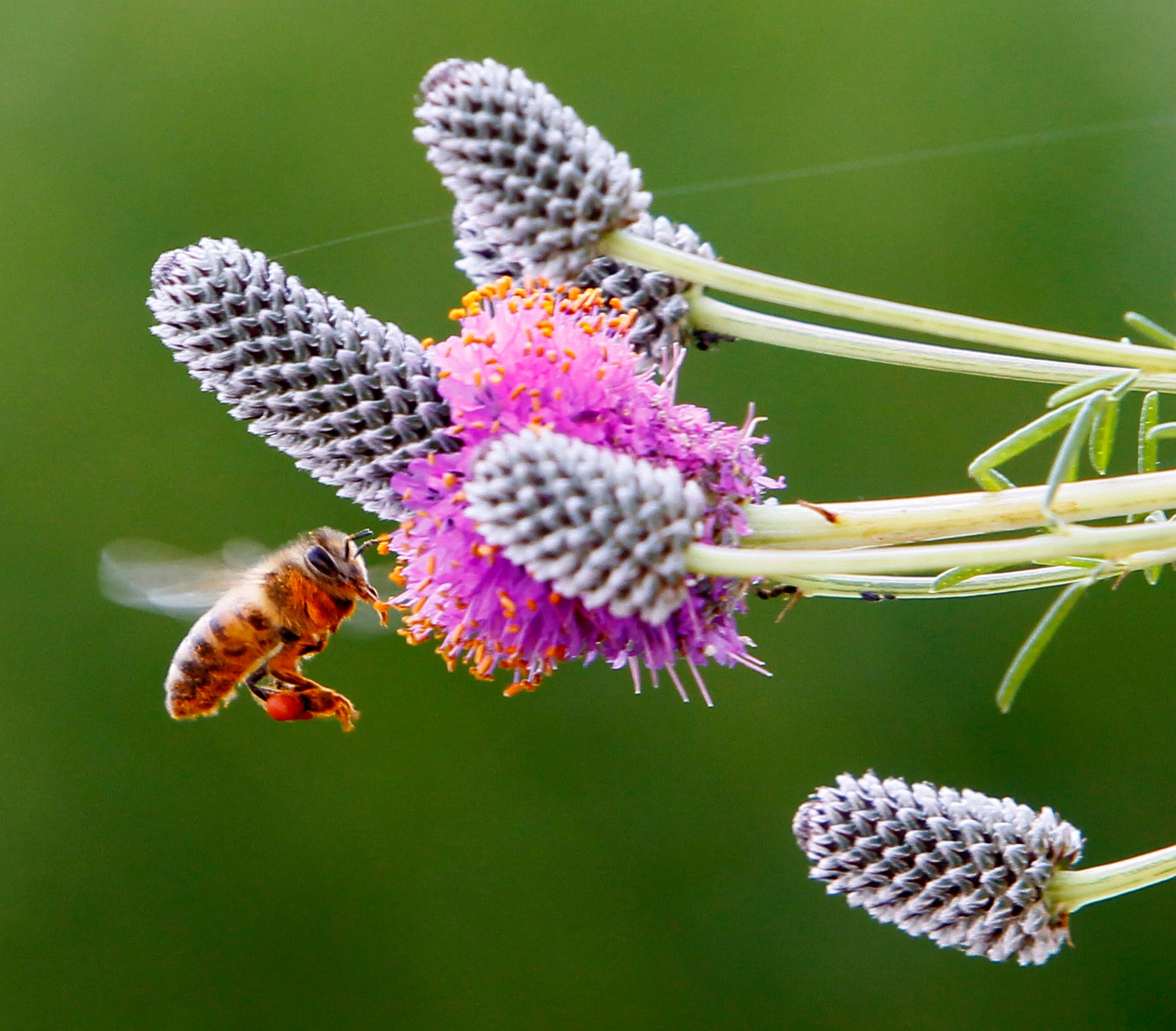 The sweet life: Stings don’t deter interest in beekeeping — Champaign Schools news